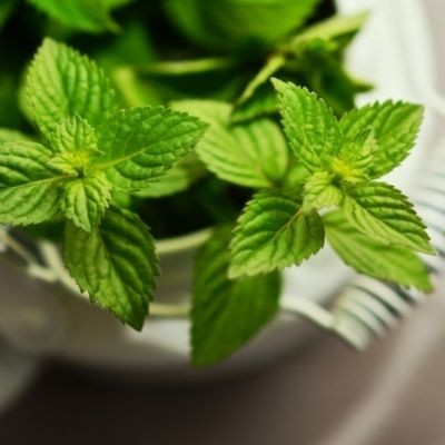 Mint (Bulk)