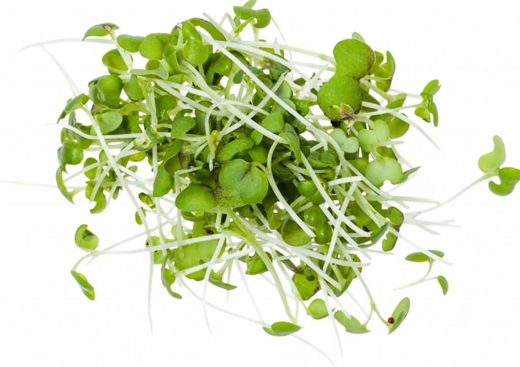 Bulk Buy Mustard & Cress Wholesale | KFF